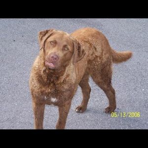 Meet your Posher, Susan